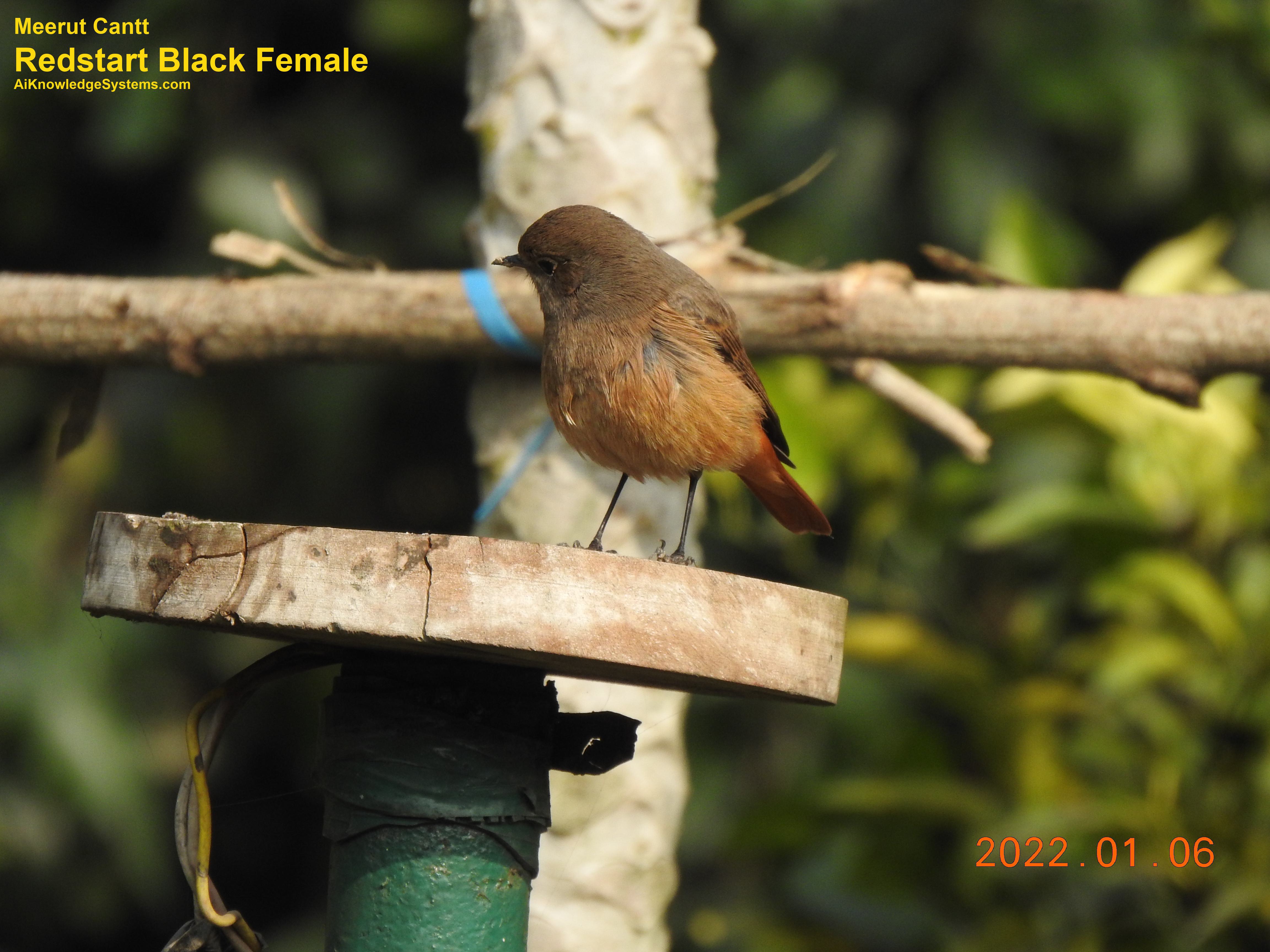 Redstart (40) Coming Soon